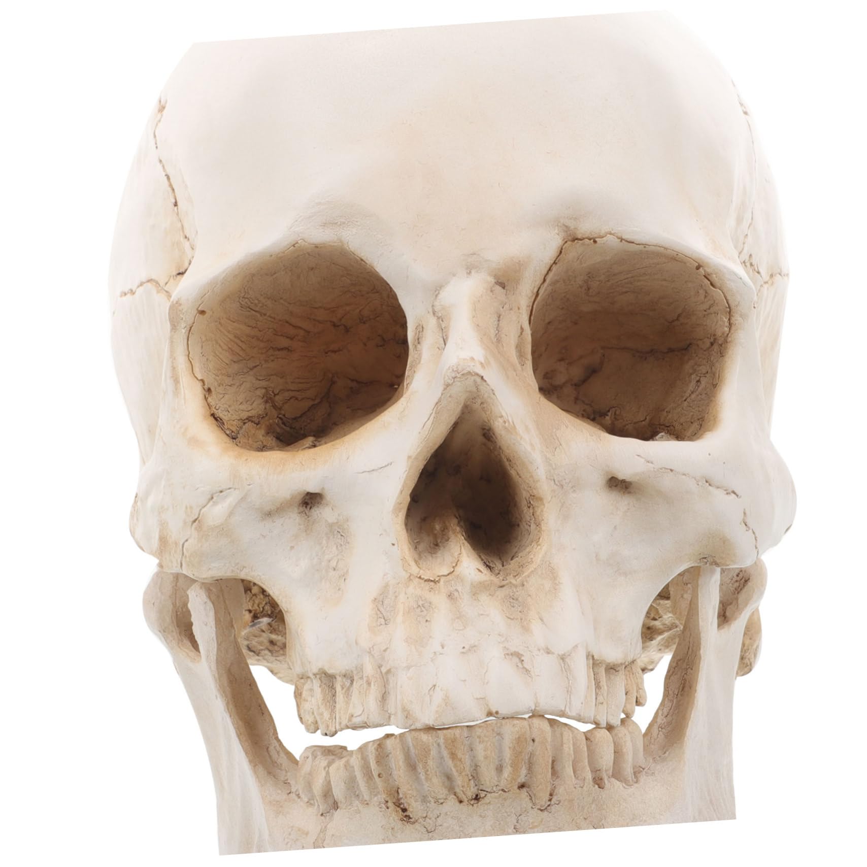 Amazon.co.jp: KICHOUSE 取り外し可能な頭蓋骨模型 リアルな人間の